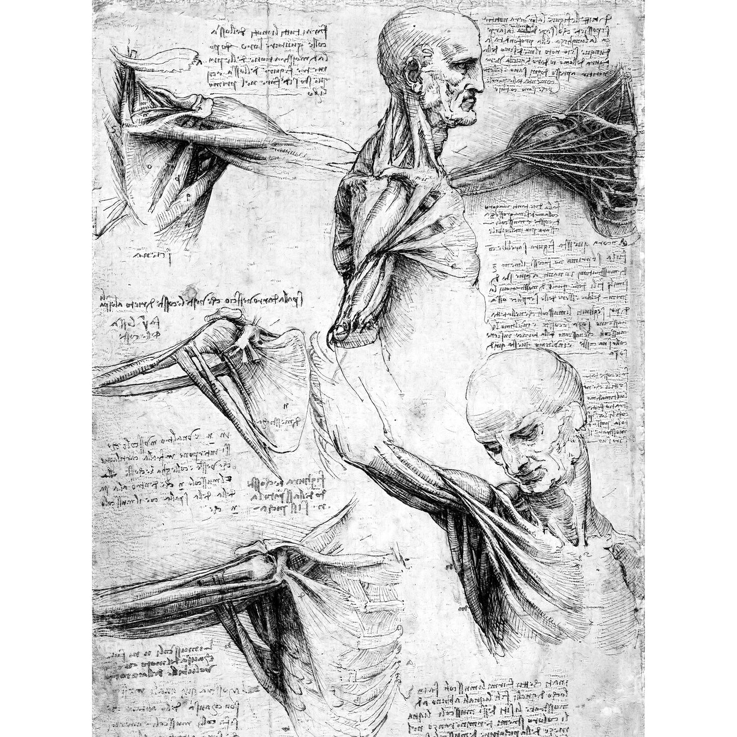Leonardo Da Vinci Shoulder, AI Re-Imagined