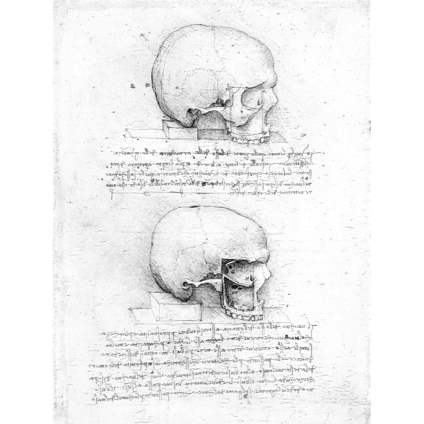 Leonardo Da Vinci Skull, AI Re-imagined